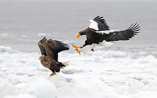 Golden eagle and white-winged eagle HD wallpaper
